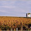 Le vignoble