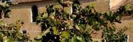Vignes