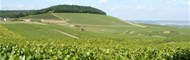 Vignes